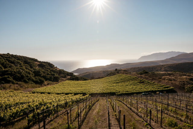 Catalina Island vineyard